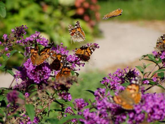 Butterflies